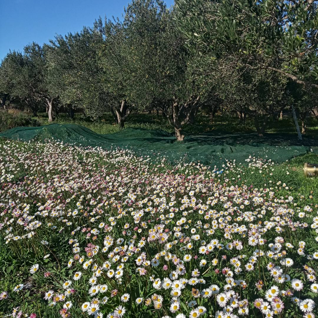 Maslinovo ulje thumbnail 5