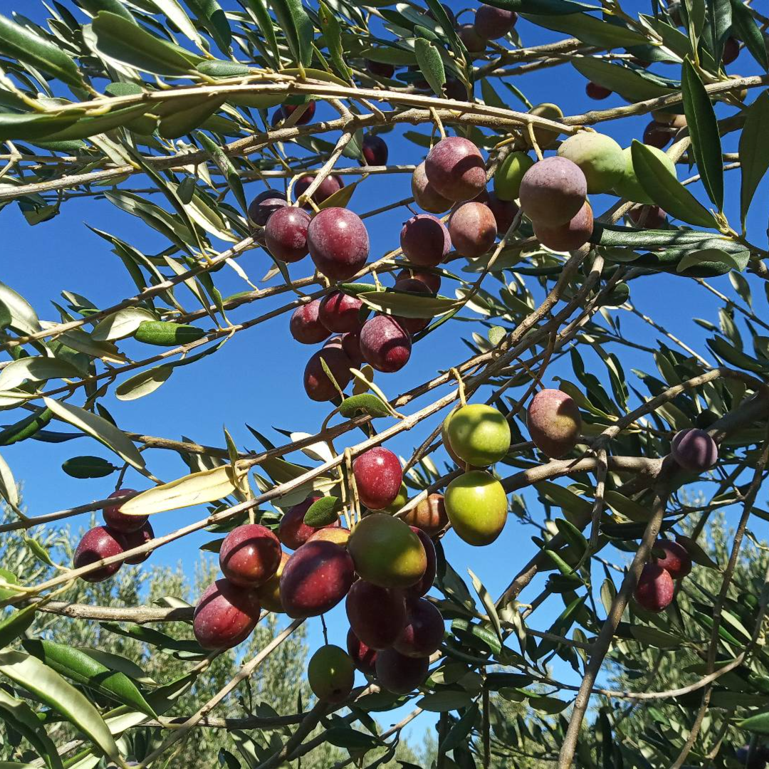 Maslinovo ulje - Image 1