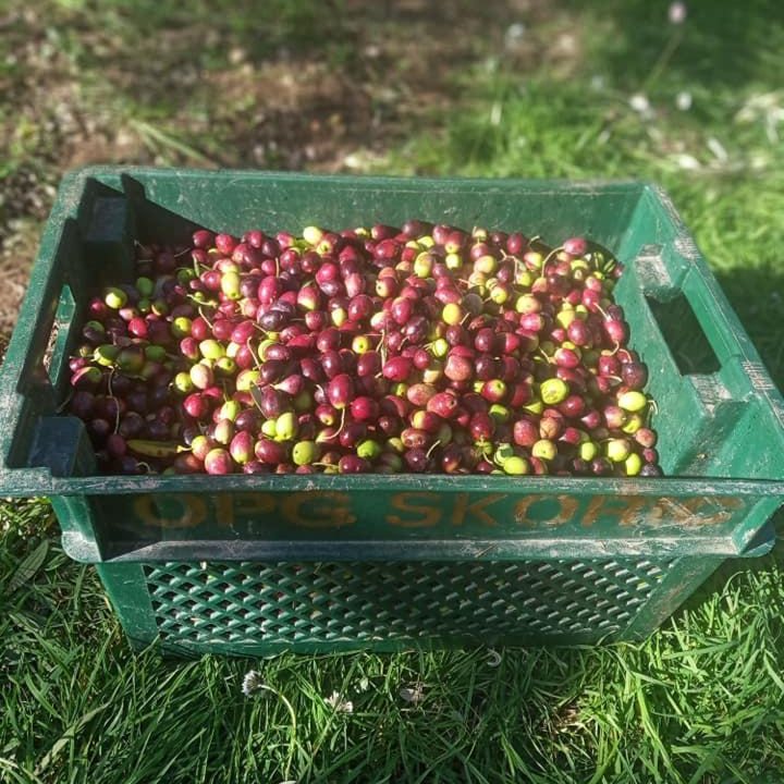 Maslinovo ulje thumbnail 6