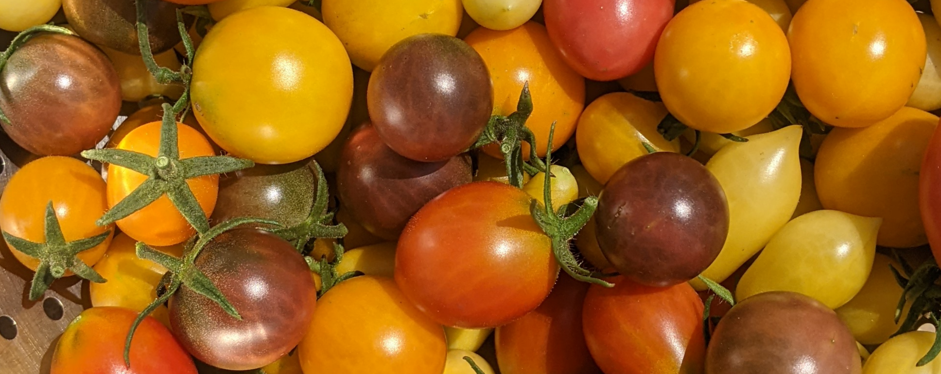 Cherry - Bio - Image 1