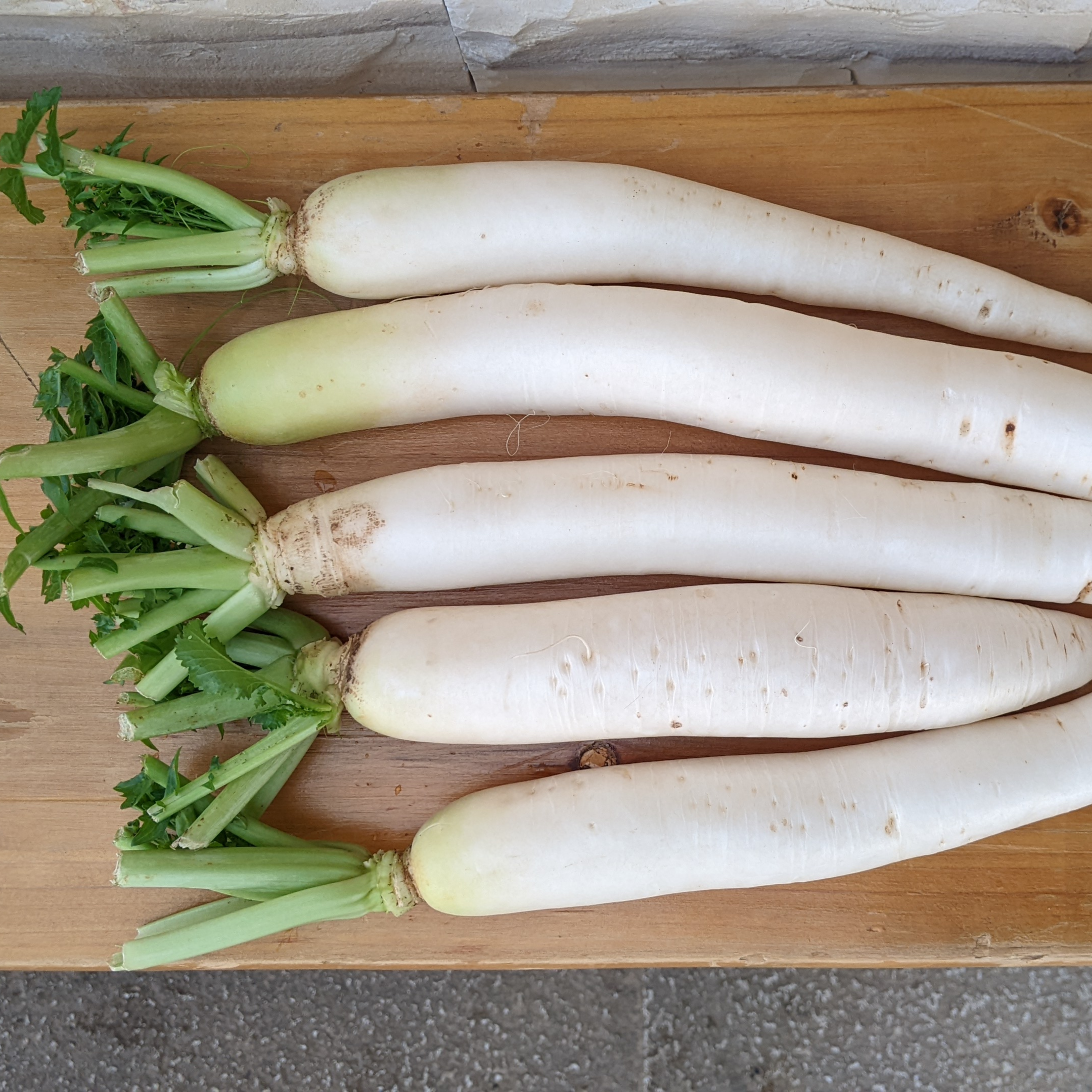 Daikon - Bio - Image 1