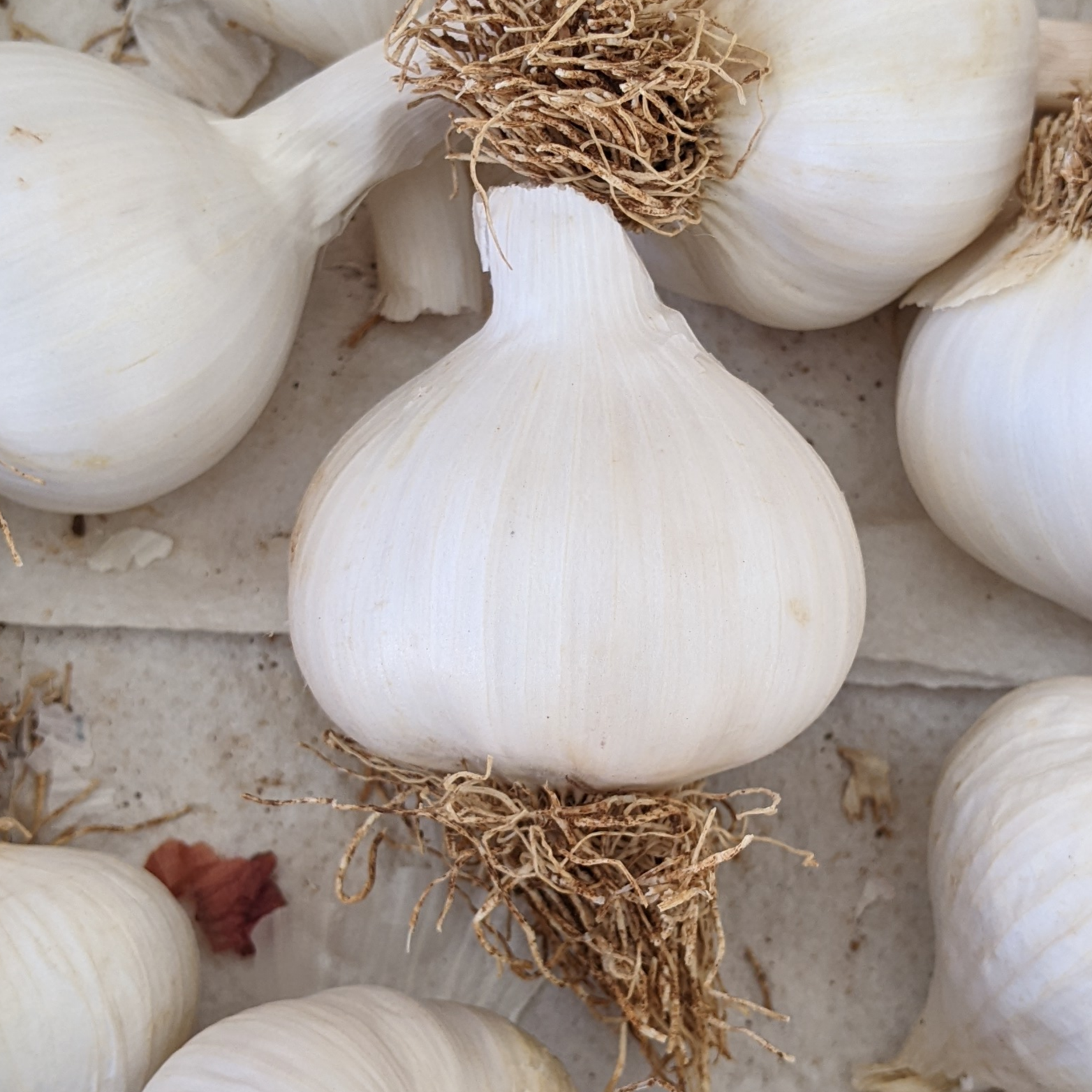 Bio - Velika glavica - Image 1