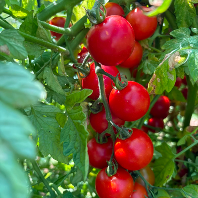 Cherry pomidore