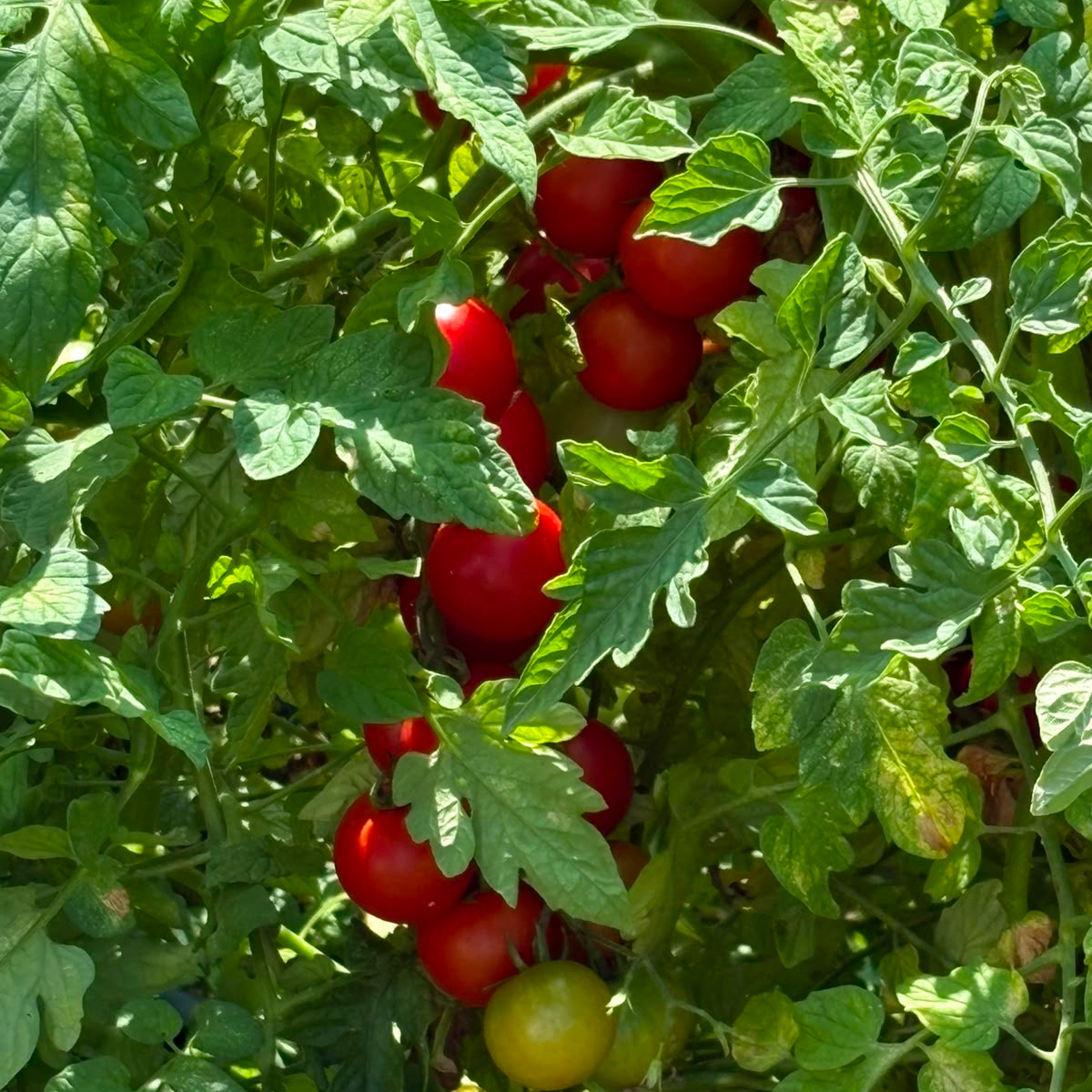 Cherry pomidore thumbnail 2