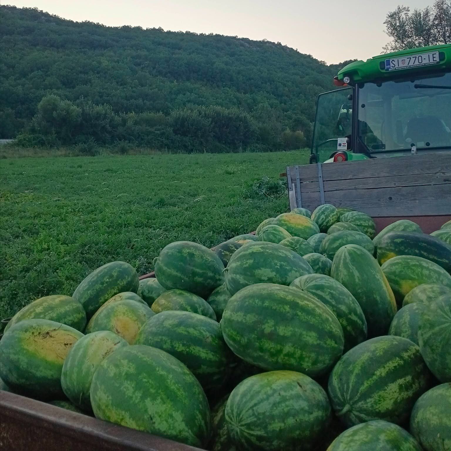  Mersini crvena i slatka - Image 1