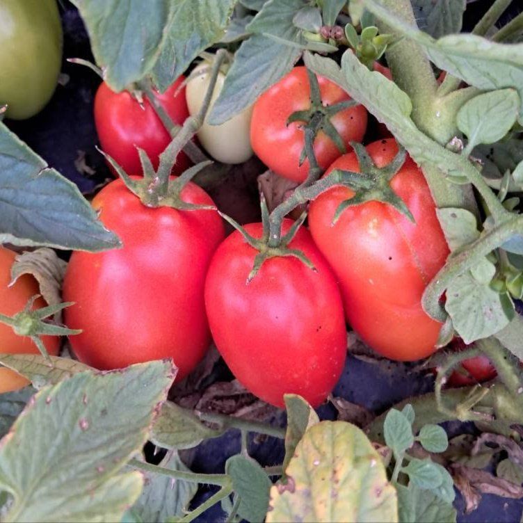Plum Tomato variety - Image 1