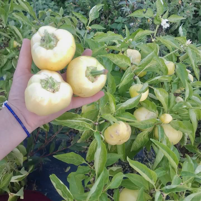 Babura