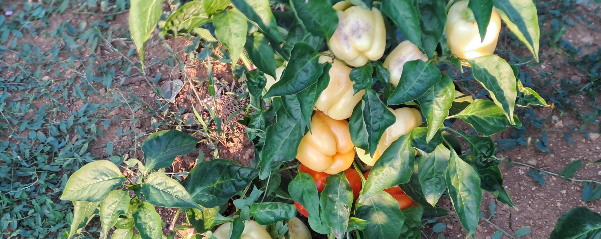 Babura Variety - Image 1