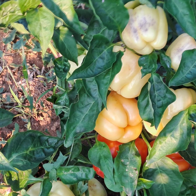 Babura Variety