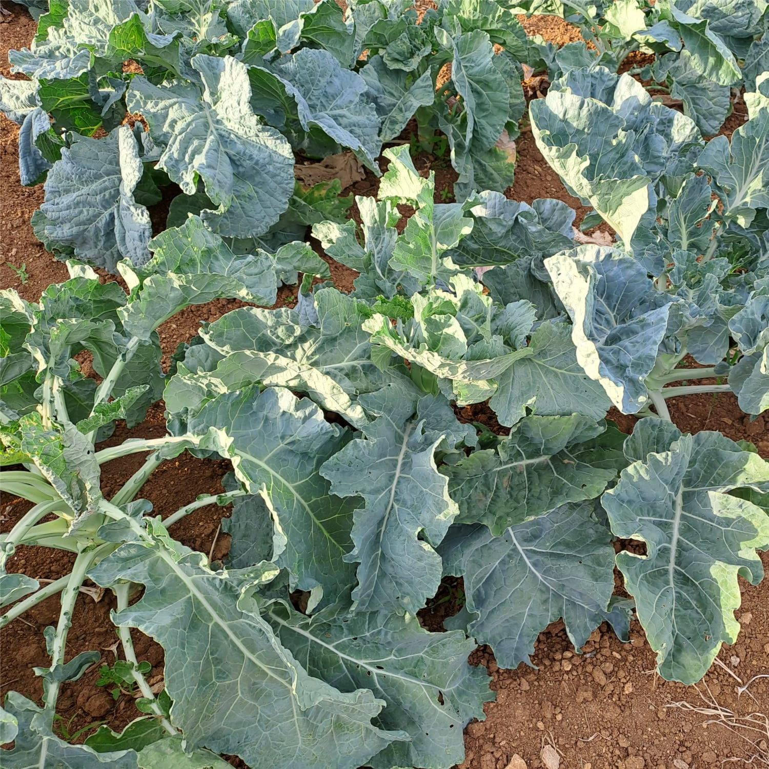  - Image 1