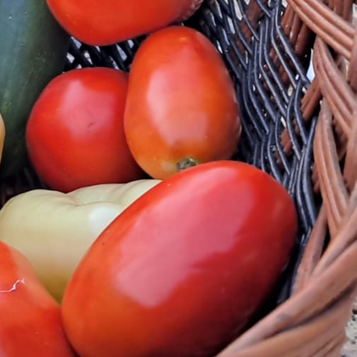 Plum Tomato variety - Image 1