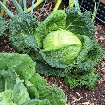  - Image 1